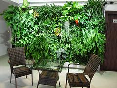 福州專業的墻體美化裝飾公司哪家好？附苗木裝飾搭配建議