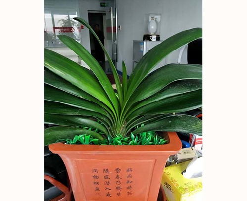 肥東滿園春花卉租賃 備貨充足，苗木品種豐富，高清圖片盡覽