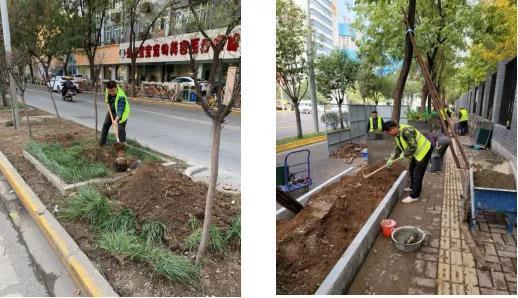 打造綠化新景觀——碑林區城管局園林綠化科冬季綠化紀實